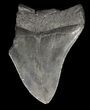 Partial, Megalodon Tooth - Georgia #61642-1